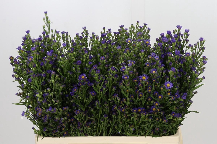 <h4>Aster Casamare</h4>