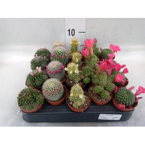 Cactus   ...flowering mix
