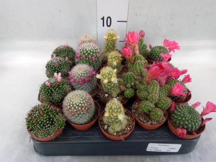 <h4>Cactus   ...flowering mix</h4>