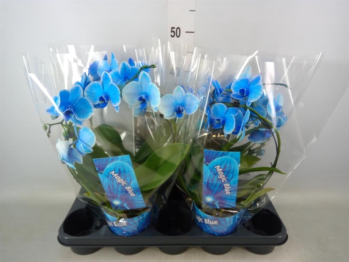 <h4>Phalaenopsis   ...</h4>