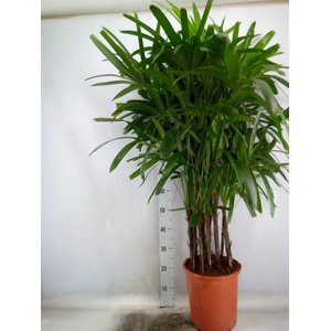 Rhapis excelsa