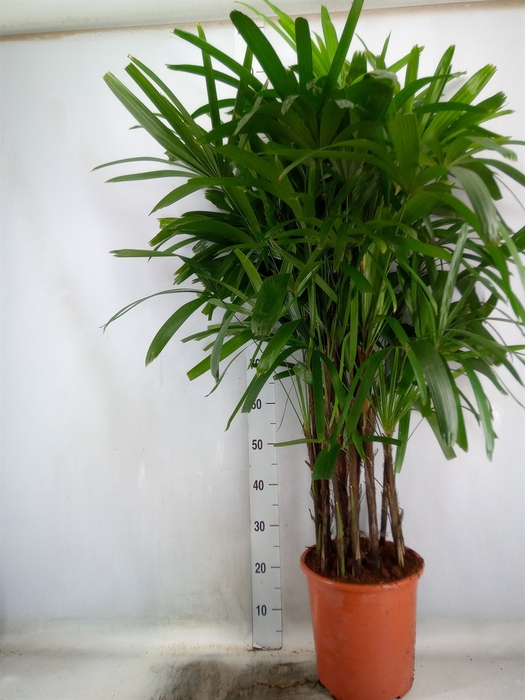 <h4>Rhapis excelsa</h4>