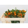 Ornithogalum dubium 'Orange Fire'