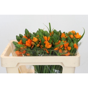 Ornithogalum dubium Orange Fire