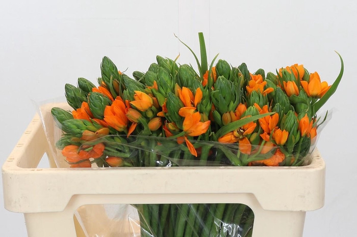 Ornithogalum dubium 'Orange Fire'