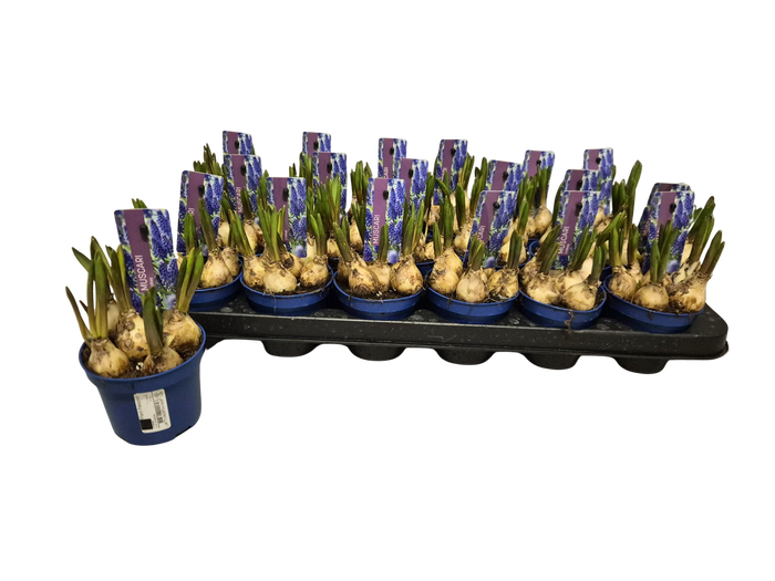 <h4>Bol op pot Muscari Lindsay 9cm</h4>