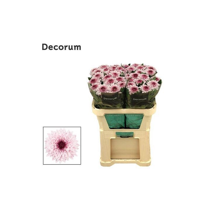 <h4>Chr G Pip Pretty</h4>