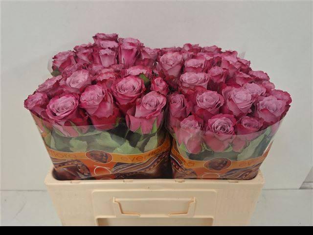 <h4>R Gr Infused Pink</h4>