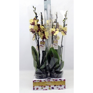 Phalaenopsis   ...