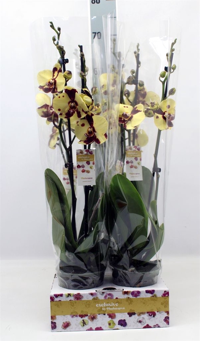 <h4>Phalaenopsis   ...</h4>