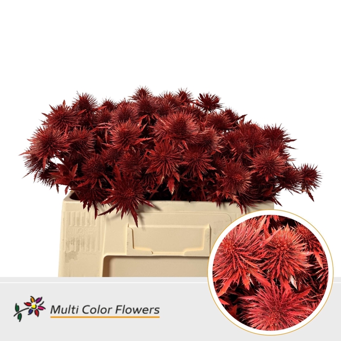 <h4>Eryngium alp.   ...colored H%</h4>