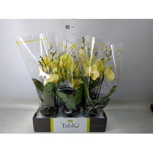 Phalaenopsis   ...yellow
