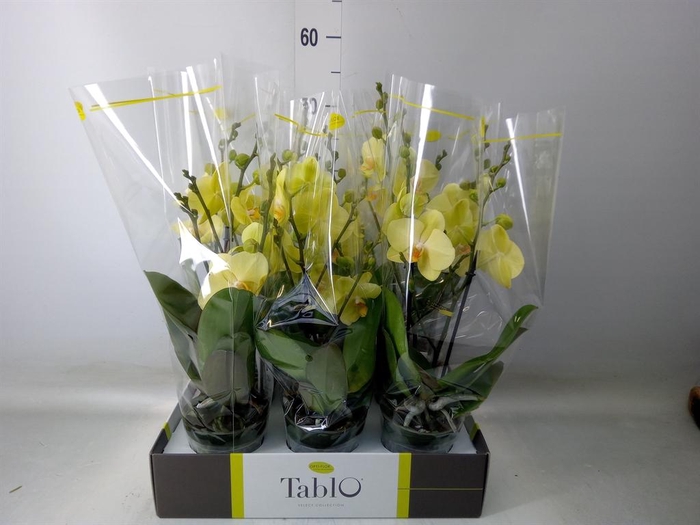 <h4>Phalaenopsis ...yellow</h4>