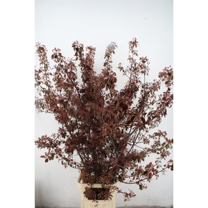 MALUS GORGEOUS BLOSSOM PER STEM 180CM