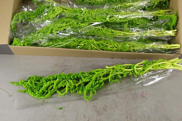 <h4>Pf Amaranthus Hang L. Green Bs</h4>