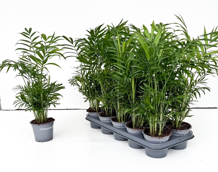 <h4>CHAMAED ELEGANS</h4>