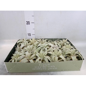 Tillandsia xerographica