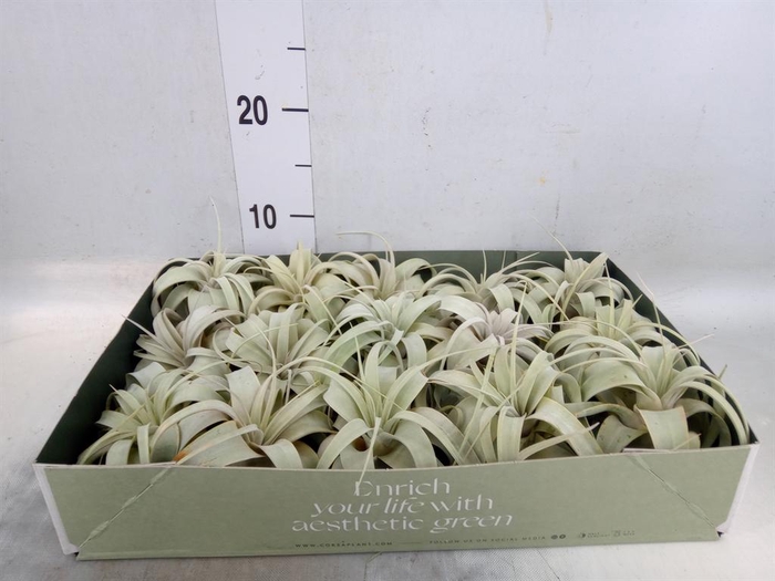 <h4>Tillandsia xerographica</h4>