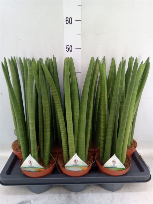 <h4>Sansevieria cyl.  ...</h4>