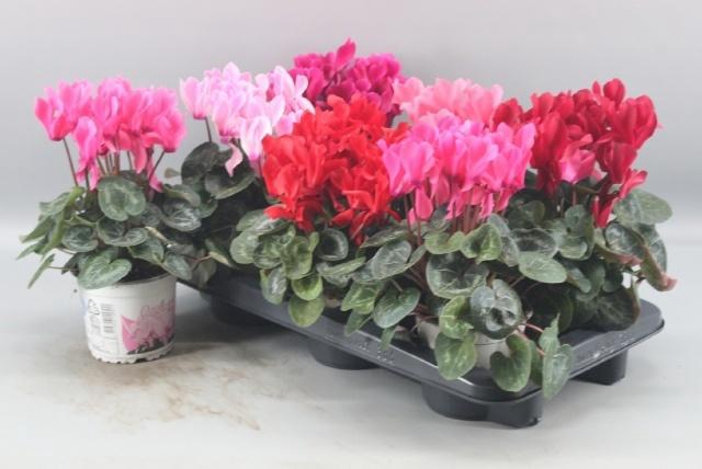 <h4>CYCL GR SUP XL</h4>