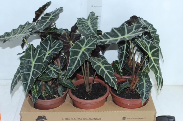 <h4>ALOCASIA POLLY P17</h4>