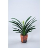 Clivia miniata met etiket