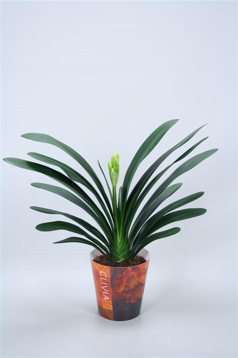 Clivia miniata met etiket