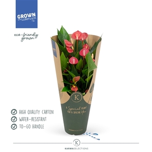 Anthurium - KARMA Million | 12cm | ECOGIFT cover