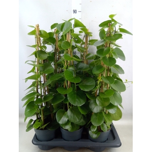 Cissus rotundifolia