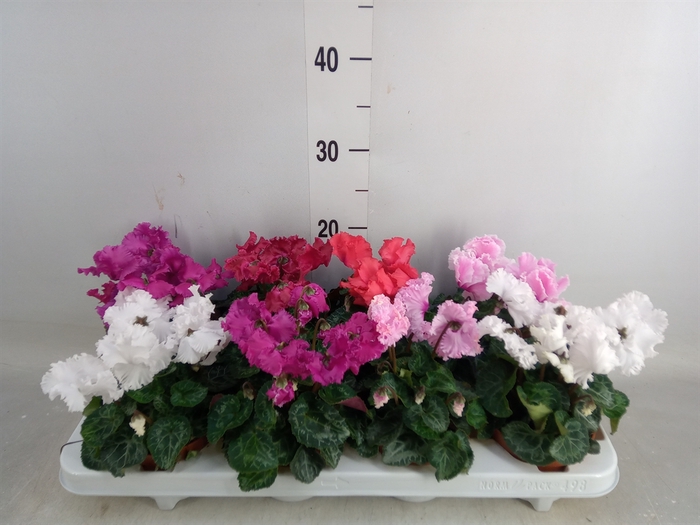 <h4>Cyclamen MD 'Merengue'</h4>