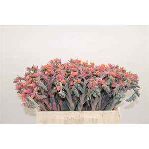 Echeveria Snijbl. Roze
