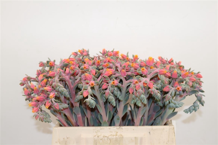 <h4>Echeveria Snijbl. Roze</h4>