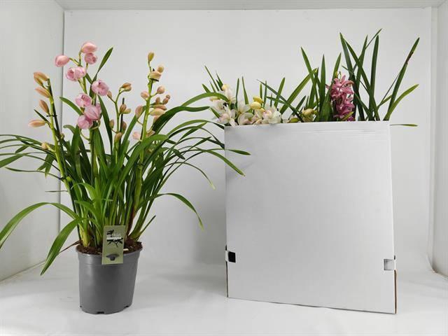 <h4>CYMB GEMENGD</h4>