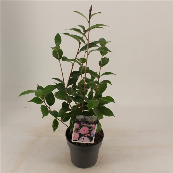 <h4>Camellia jap. 'Spring Festival'</h4>