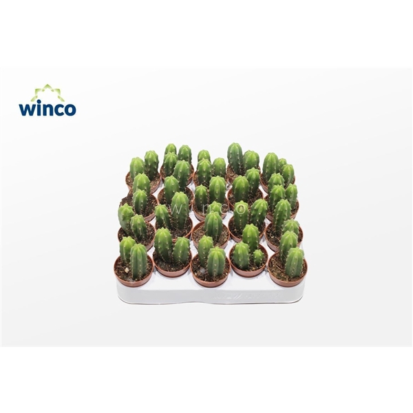<h4>Trichocereus Pachanoi</h4>