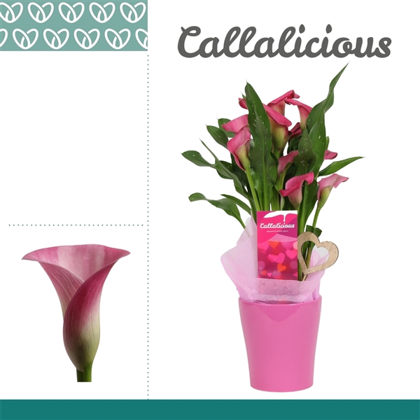 <h4>Zantedeschia Roze in Ompot Amy LOVE</h4>