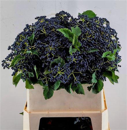 <h4>Vibur Dark Bl Herman</h4>