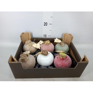 Hippeastrum   ...waxed H%