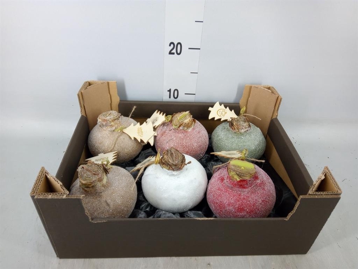 <h4>Hippeastrum   ...waxed H%</h4>