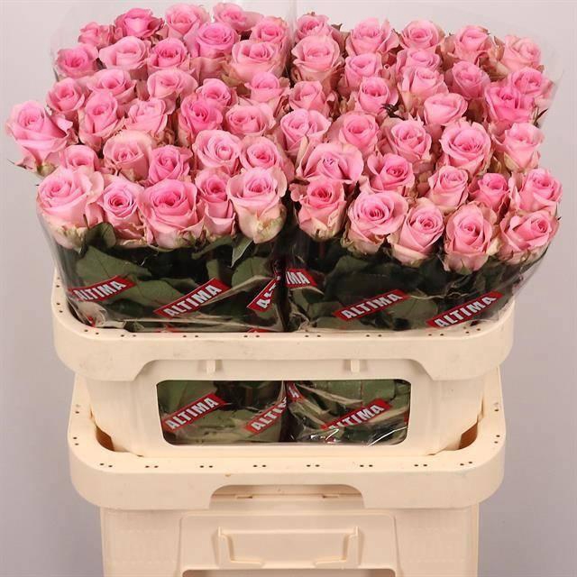 <h4>R GR JESSIKA</h4>