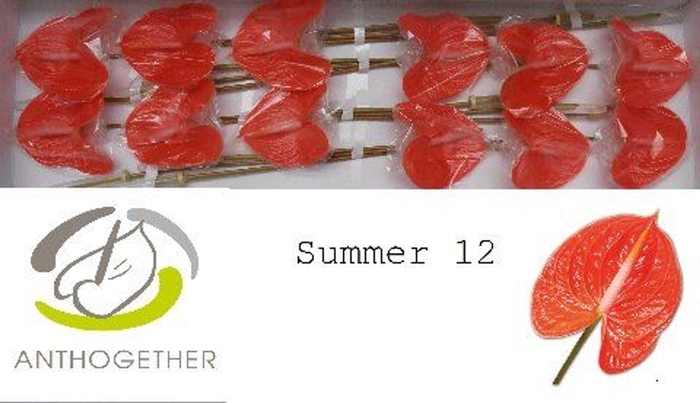 <h4>Anthurium andr. 'Avo Summer'</h4>
