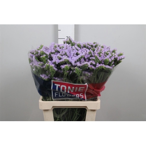 Lim S Tonie Lavender