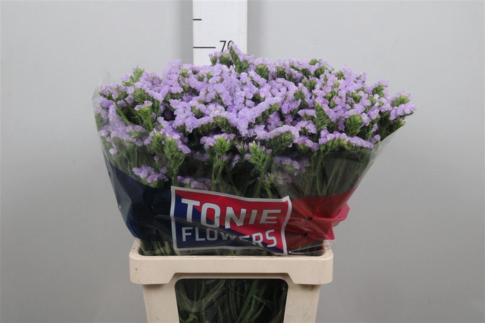 <h4>Lim S Tonie Lavender</h4>