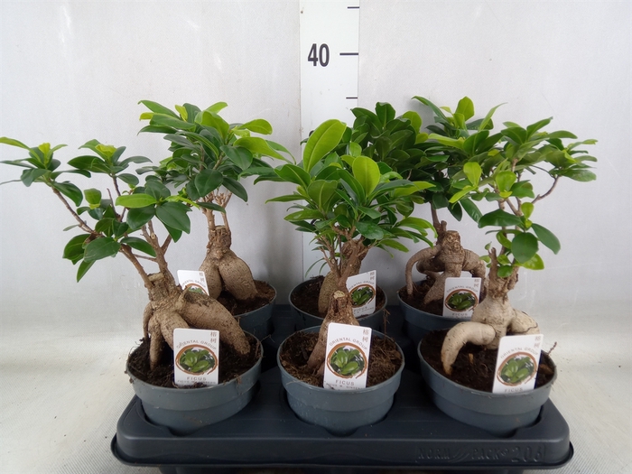 <h4>Ficus microcarpa 'Ginseng'</h4>