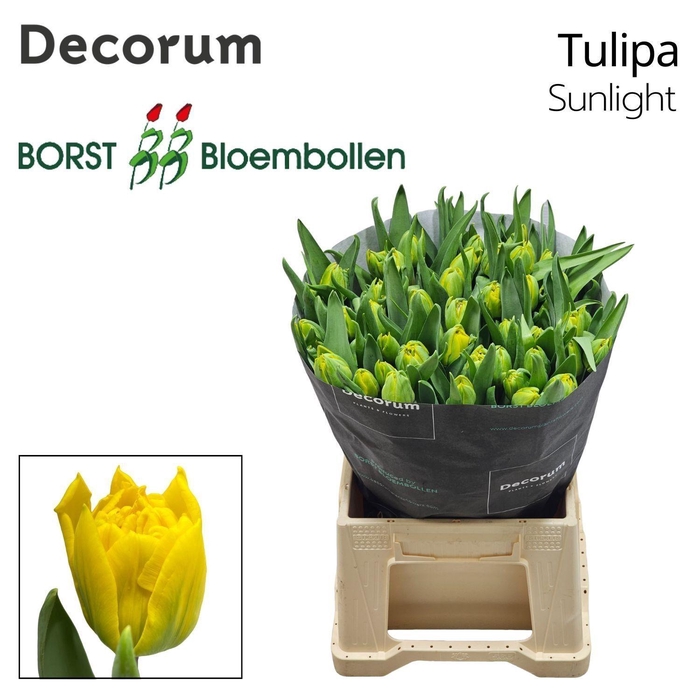 <h4>TU DU Sunlight</h4>