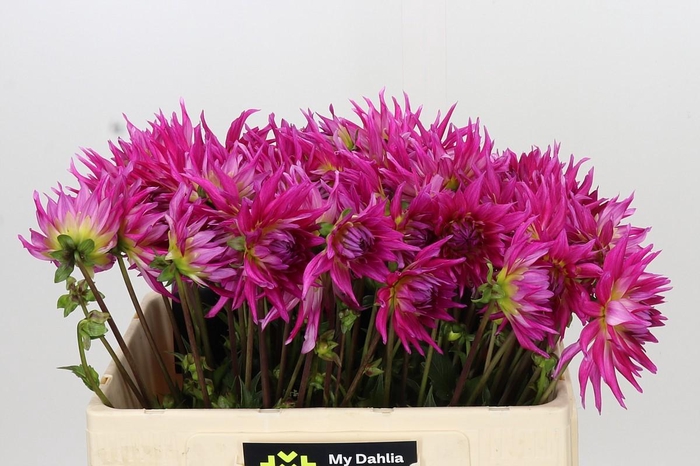 <h4>Dahlia Electric Light</h4>