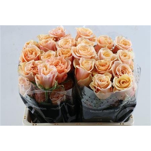 Rosa gr overig