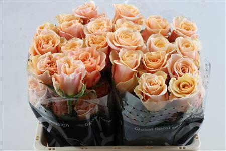 <h4>Rosa gr overig</h4>