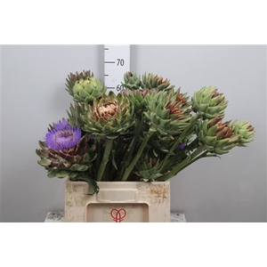 Cynara Sc Green Glob
