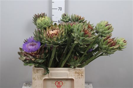 <h4>Cynara Sc Green Glob</h4>